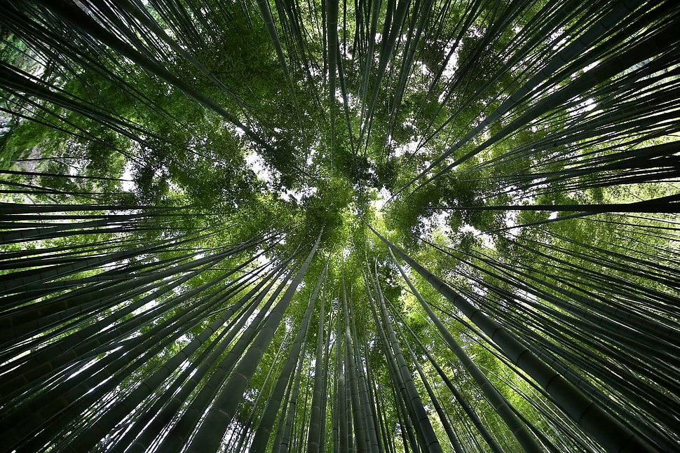 green forest, bamboo, Japan, Canon EOS 6D HD wallpaper