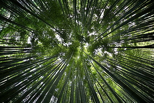 green forest, bamboo, Japan, Canon EOS 6D HD wallpaper