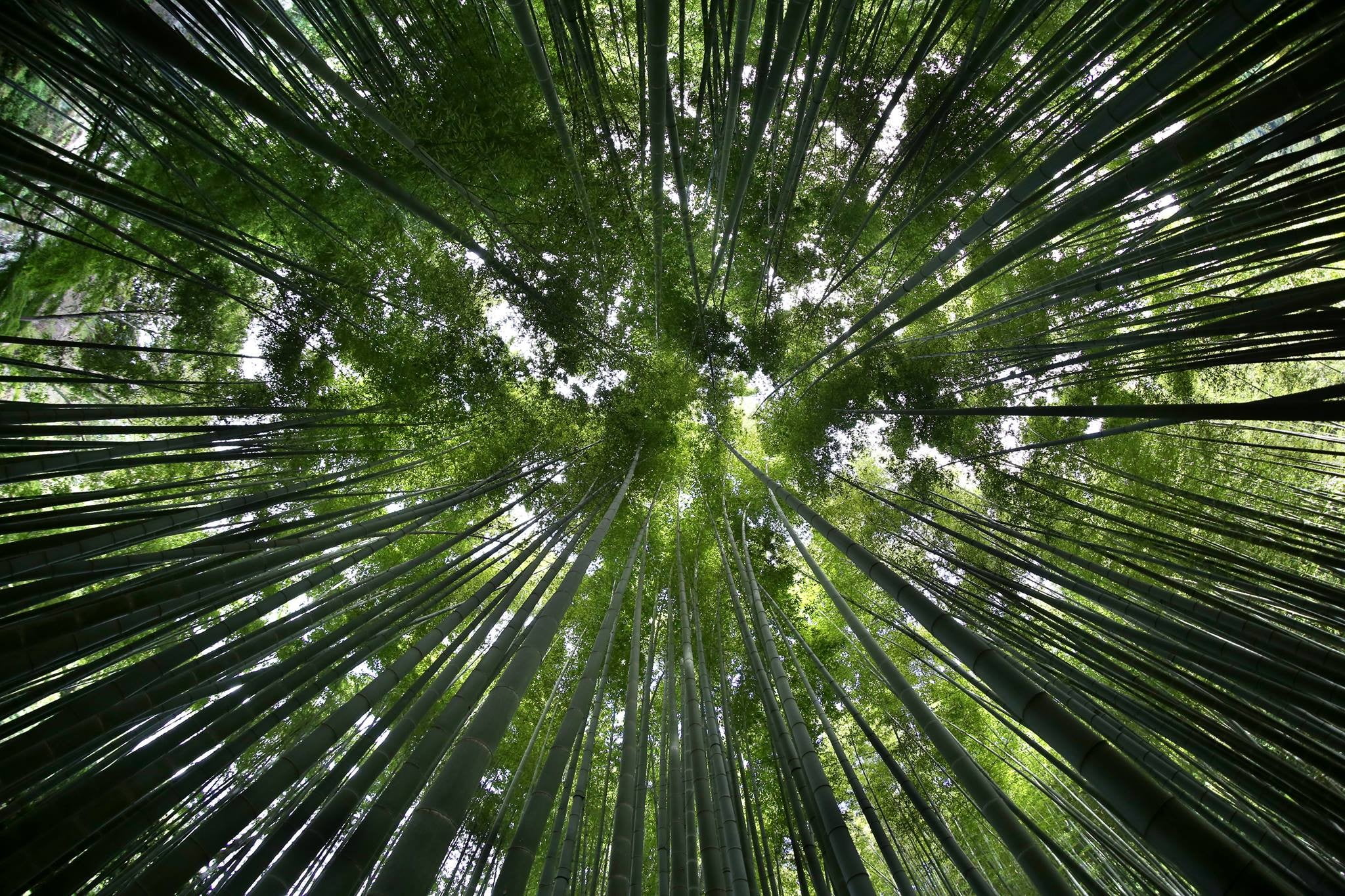 green forest, bamboo, Japan, Canon EOS 6D