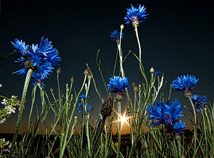 blue dandelion flower field