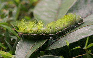 depth of field photography of green caterpillar on green leaf