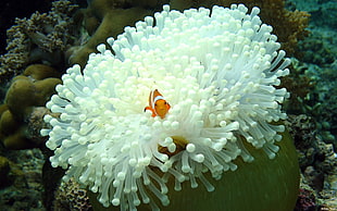 orange and white fish, nature, animals, fish, sea anemones