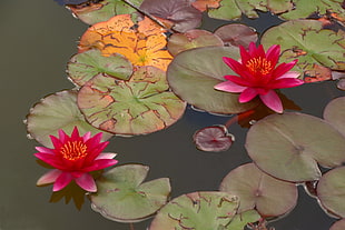 two red water lilies