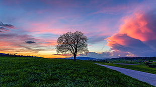 bare tree under orange and blue skies, affoltern HD wallpaper