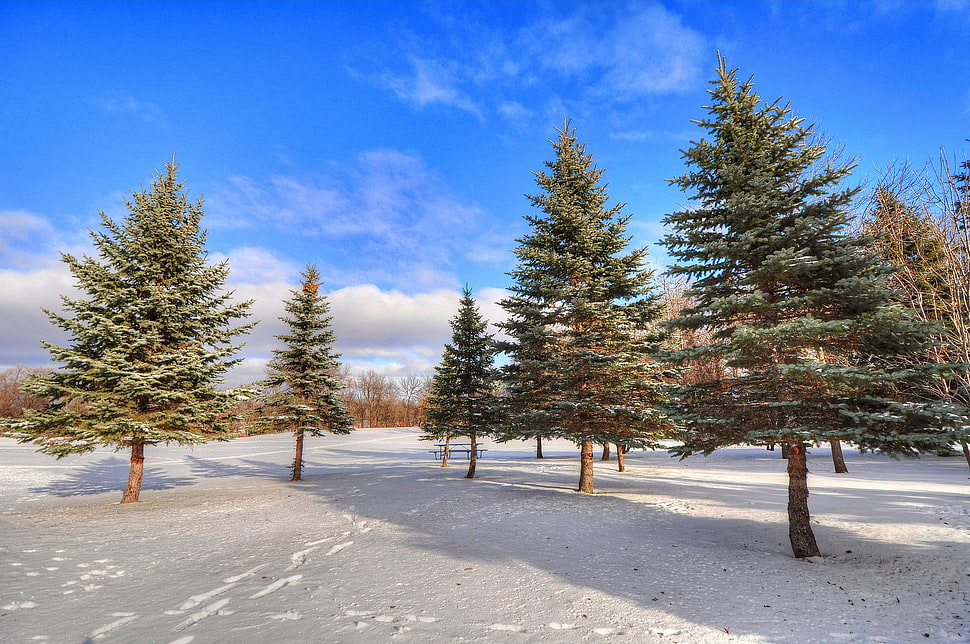 green and brown pine trees HD wallpaper