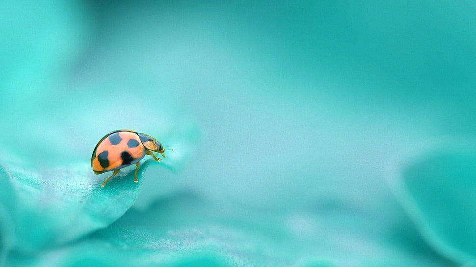 selective photography orange Ladybug on green leaf HD wallpaper