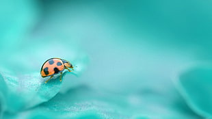 selective photography orange Ladybug on green leaf