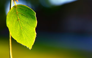 close-up photo of green leaf