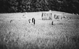 grayscale photography of flock of geese walking on field