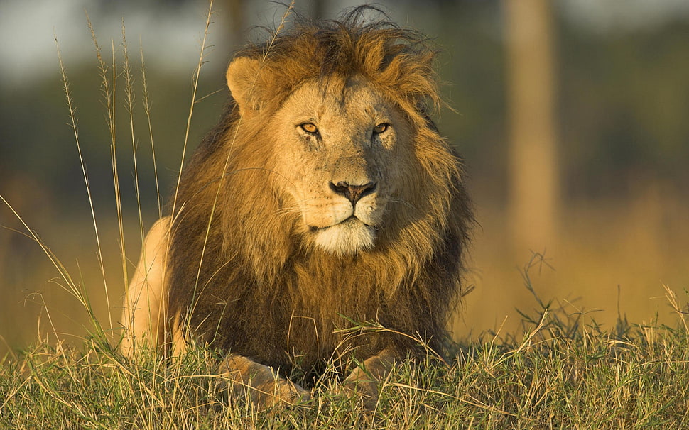 Lion lying on green grass HD wallpaper