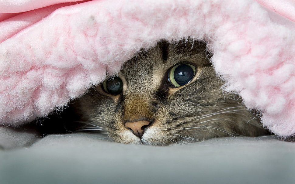 brown tabby cat, cat HD wallpaper