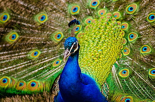 blue and green peacock HD wallpaper
