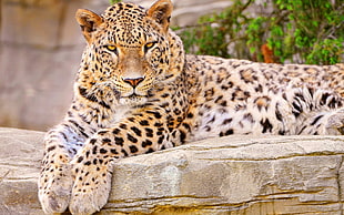 adult leopard prone lying on stone block surface closeup photography HD wallpaper
