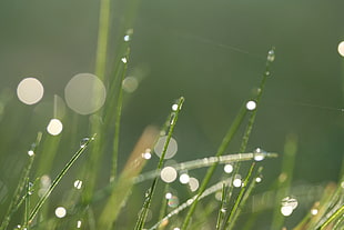 closeup photo of grass with dews