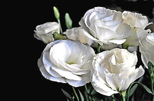 white Lisianthus flowers in bloom close-up photo