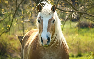 brown and white horse, horse, animals