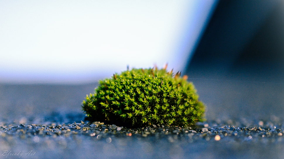 green leafed plant, moss, macro HD wallpaper