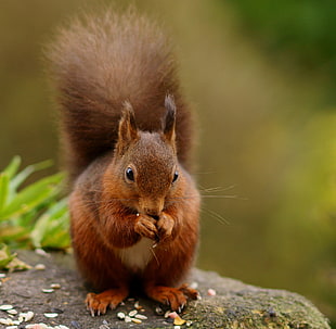 brown squirrel close-up photography HD wallpaper