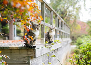 selective focus photography of silver tabby cats on gray wooden fence