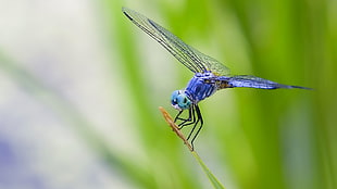 closeup focus photography of blue dragonfly on green grass