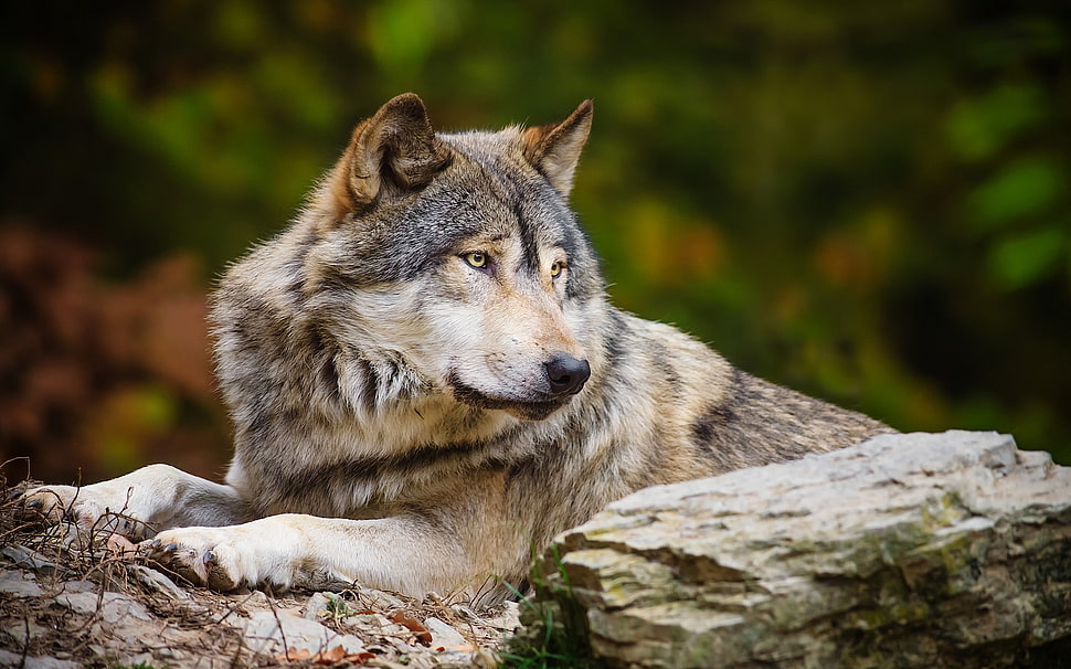 brown and gray Syberian Husky HD wallpaper