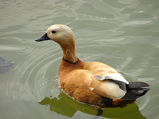 brown, white and gray duck on body of water