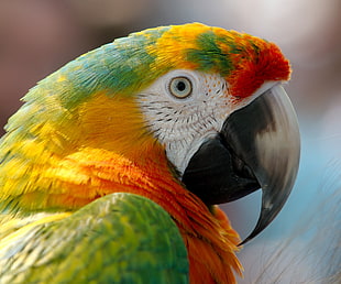 close up photo of a green and red macaw