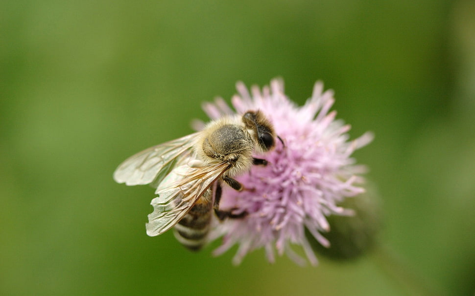 bee on purple flower in selective focus photography HD wallpaper