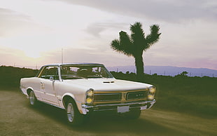 classic white Pontiac GTO coupe, car, muscle cars, Pontiac GTO
