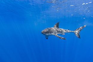 grey shark fish, blue, underwater, shark, animals