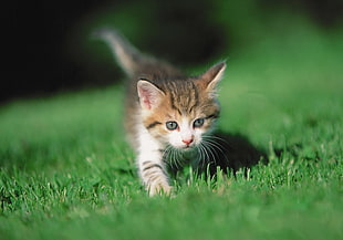 brown Tabby kitten on grass