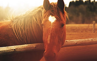 brown horse leaning on fence HD wallpaper