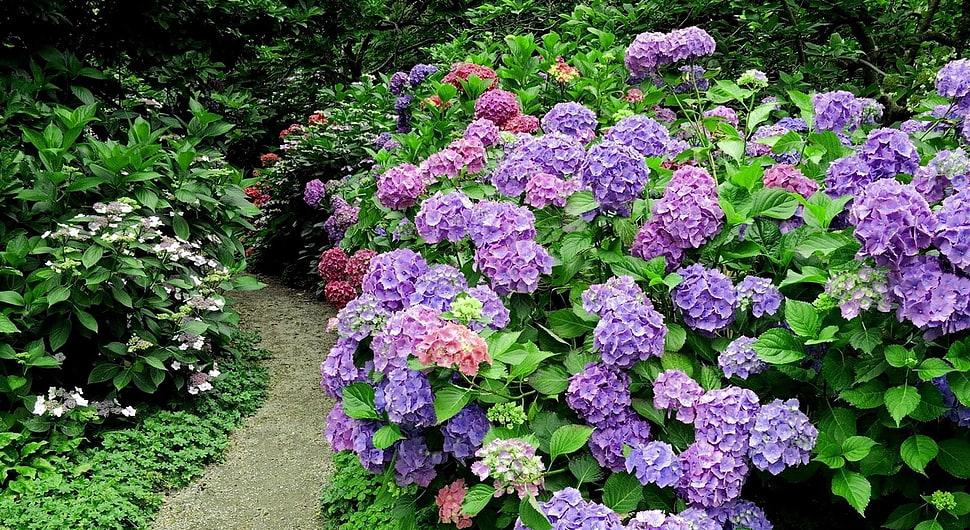 purple petaled flowers at daytime HD wallpaper