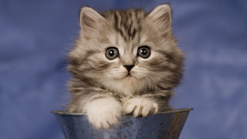 gray tabby kitten on gray metal can HD wallpaper