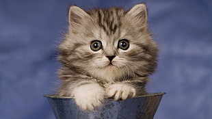 gray tabby kitten on gray metal can