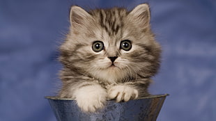 gray tabby kitten on gray metal can HD wallpaper