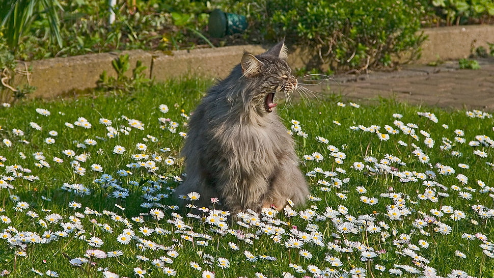 grey long-coated cat on white flower fields during daytime HD wallpaper