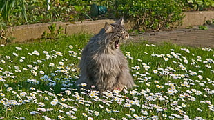 grey long-coated cat on white flower fields during daytime