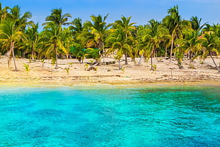green coconut trees, nature, beach, tropical, sea HD wallpaper