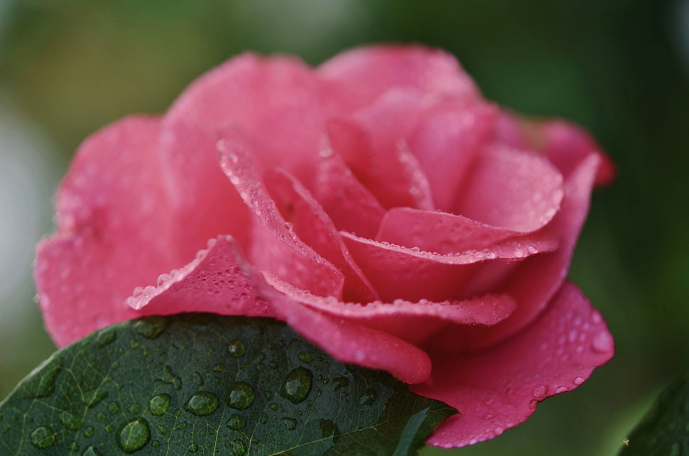 selective focus photography of pink Rose flower HD wallpaper