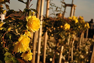 photography of flower garden with yellow flower hanging on wood during daytime