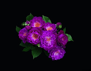 close up photography of purple roses