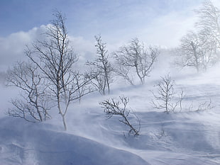 photo of snow storm HD wallpaper