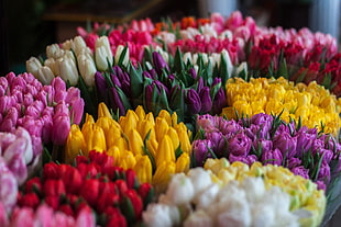 assorted color Tulips HD wallpaper
