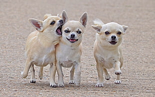 three short-coated white and brown puppies