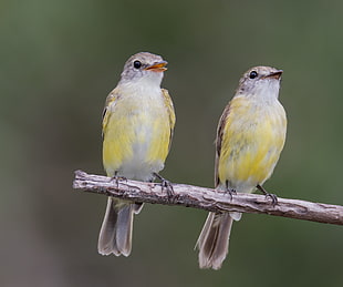 closeup photography of two Yellow-vented Bulbuls, lemon, flycatchers, microeca, lemon, robin HD wallpaper