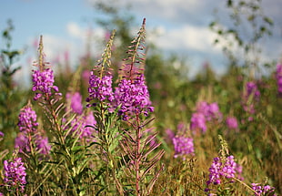 purple cluster flower in field during daytime