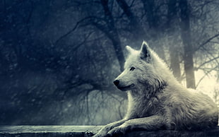 white wolf wallpaper, nature, wolf, animals