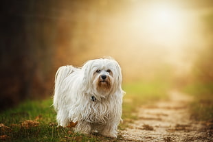 white long-coated dog walking on grass during daytime HD wallpaper