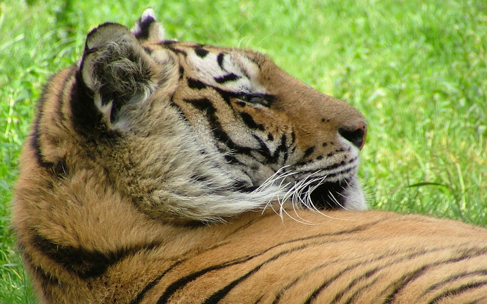 brown and black tiger during daytime HD wallpaper
